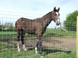 Animal Fencing & Pens