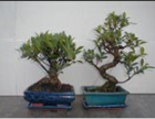 Bonsai Plants