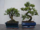 Bonsai Plants