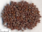 Fenugreek Seed