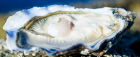 Oyster - Crassostrea gigas