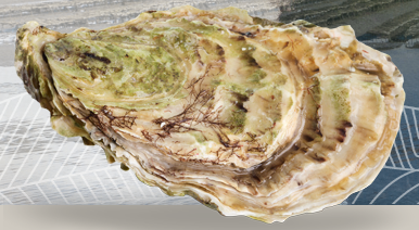 Oyster - Crassostrea gigas