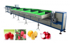 Electronic Fruit Grading Machine