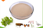 Oregano oil premix for swine