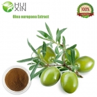 Olive Leaf Extract