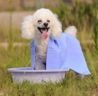 Pet Towel