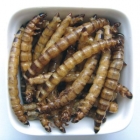 Microwave dried superworm
