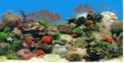 Aquarium Background