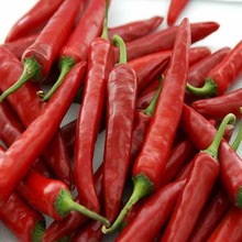 fresh chilli